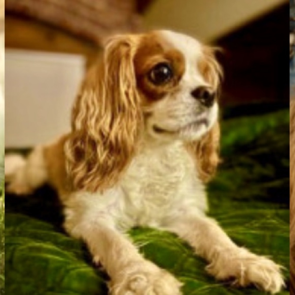 Hi I’m Deb & my Support Dog, is Freya. Thank you for checking out my closet!